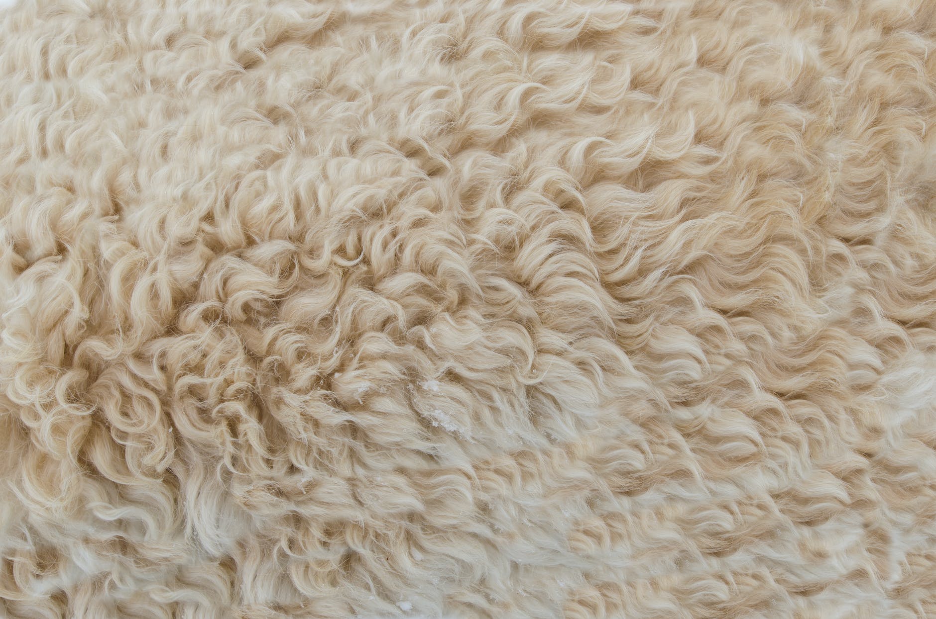 La laine mérinos se positionne entre tradition et innovation